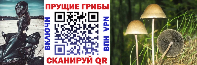 Псилоцибиновые грибы GOLDEN TEACHER Городовиковск
